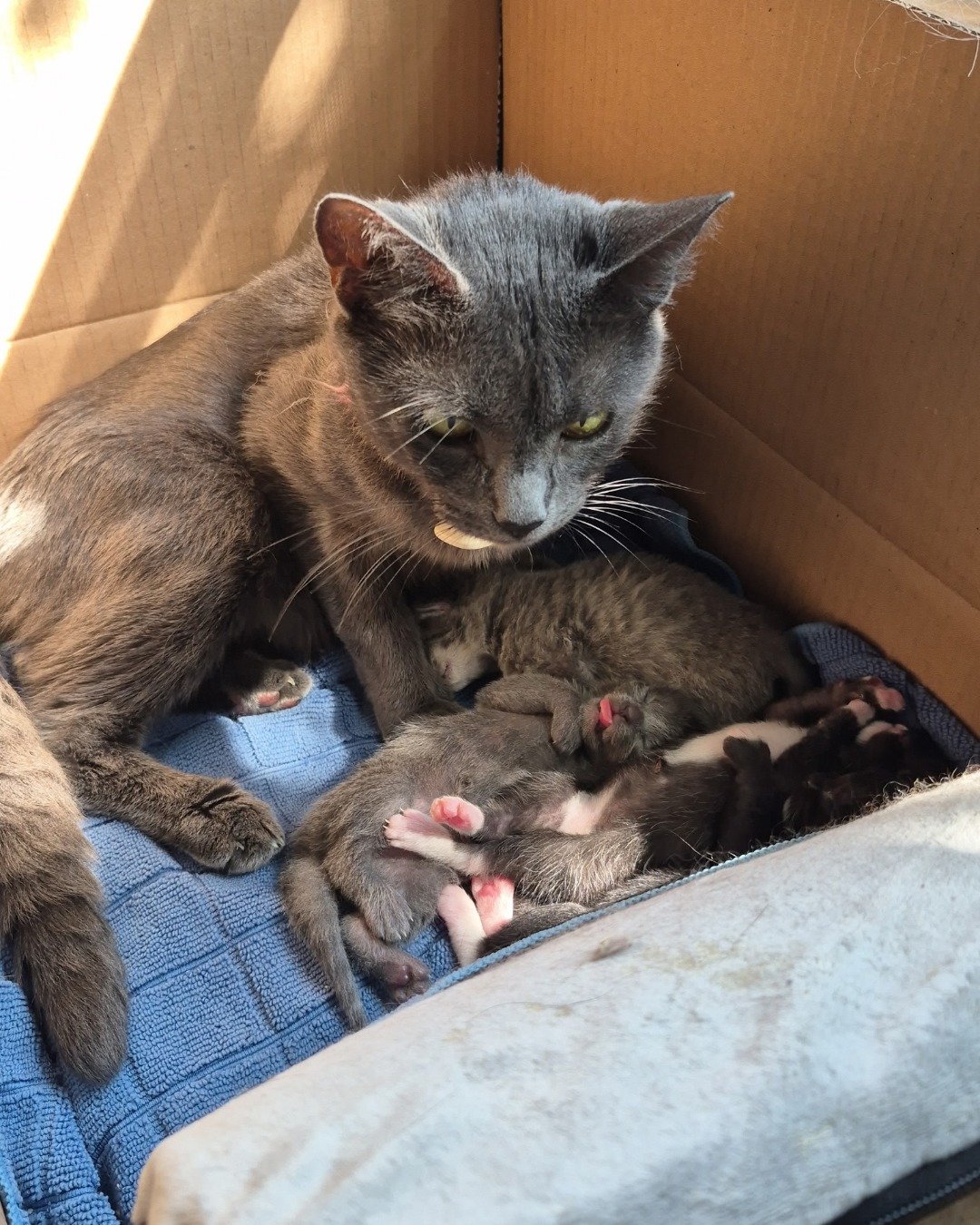 Ashe [and her babies] the Shorthair. Cat, Kitten, Box, Couch, Furniture, Rat