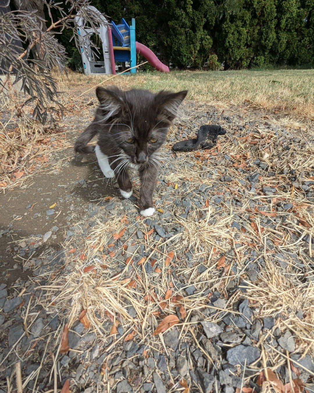 Merlin the ragdoll. Soil, Grass, Plant, Rock, Architecture, Building