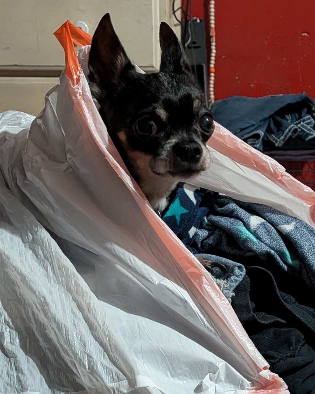 Bandit the Chihuahua. Blanket, Dog, Bag