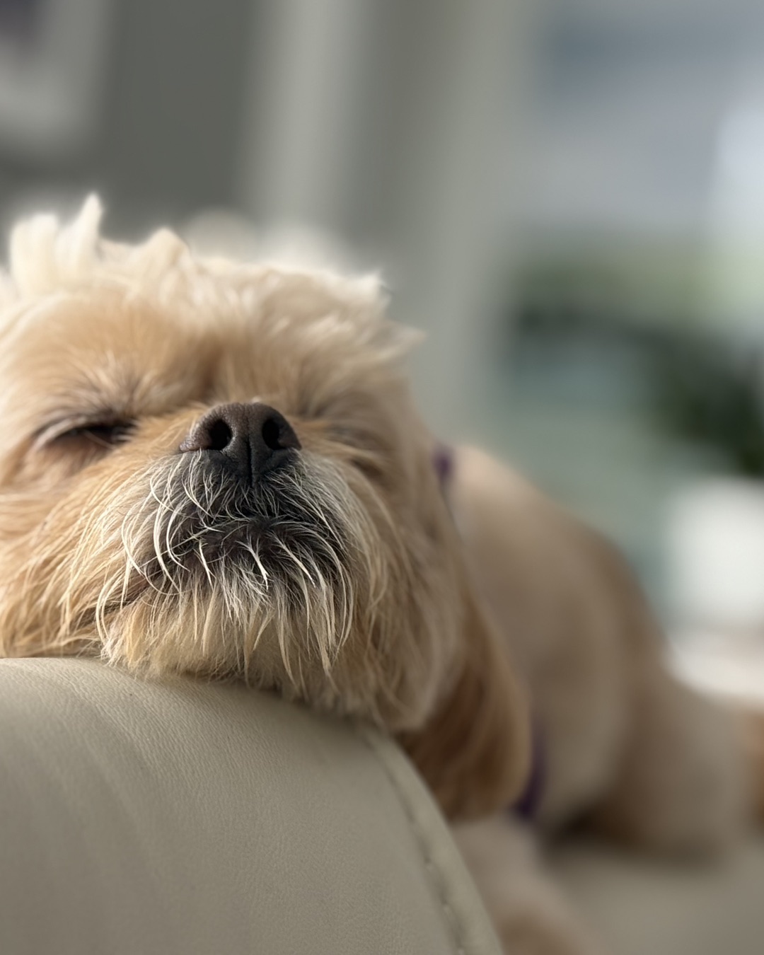 Chewie the Peekapoo. Dog, Puppy, Terrier