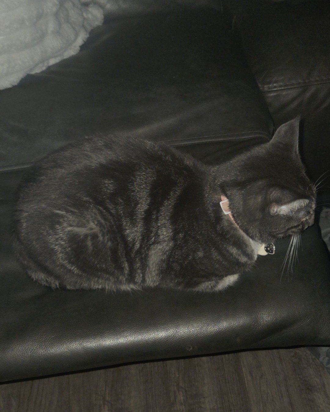 L the Tabby. Couch, Furniture, Cat, Home Decor