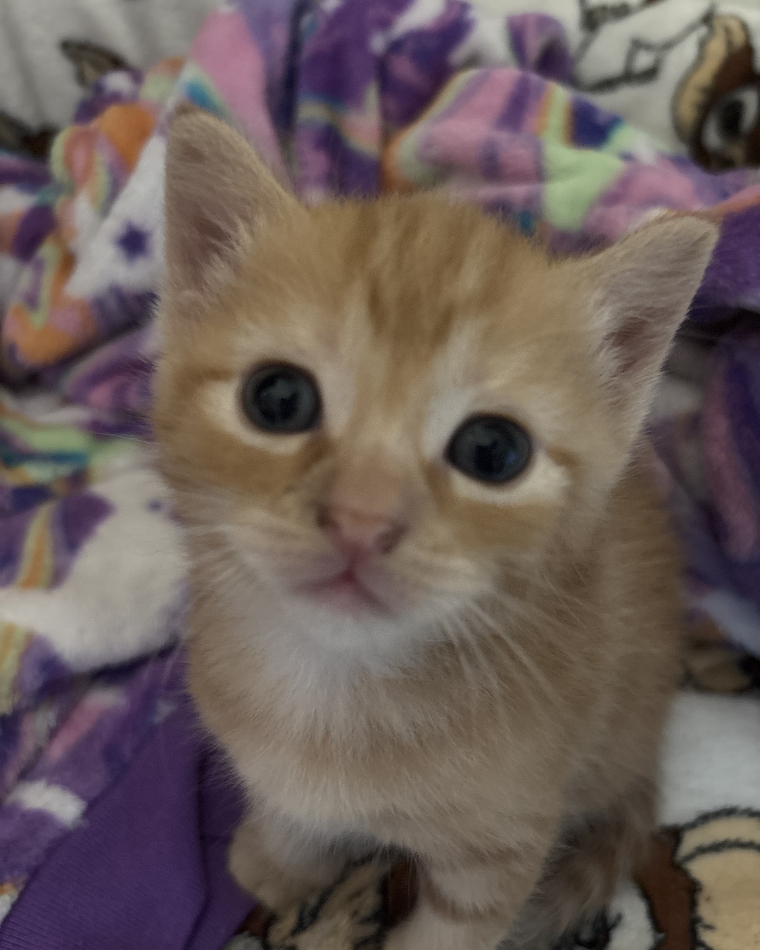 Roxy,nacho,noodle,sunny. Cat, Kitten