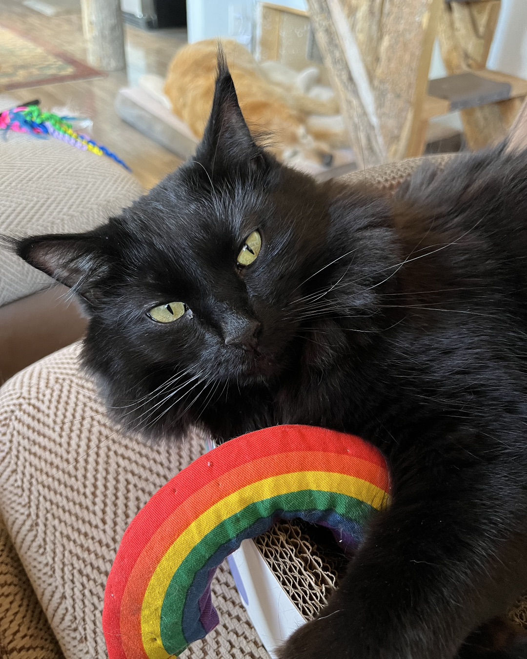 Ollie the Norwegian Forest Cat — Cat, Black Cat