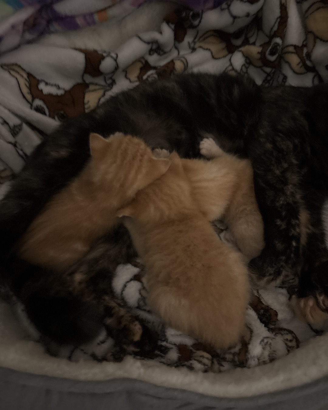 Roxy,nacho,noodle,sunny. Cat, Kitten, Couch, Furniture, Dog