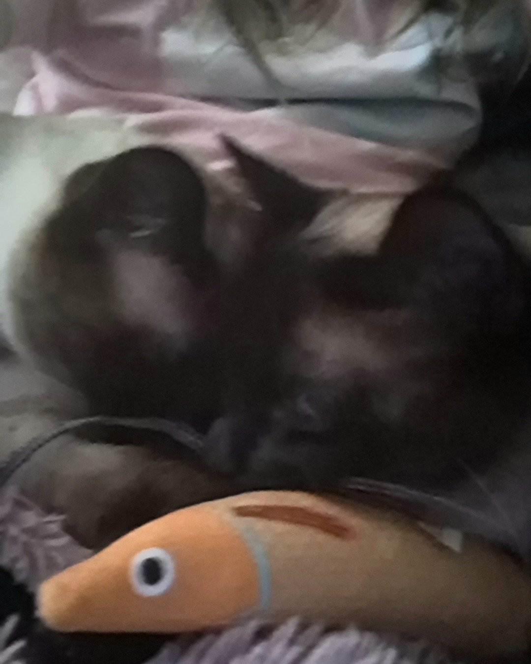 Twin love ❤ (Stella and Luna) the Siamese. Cat, Baby, Person, Dog