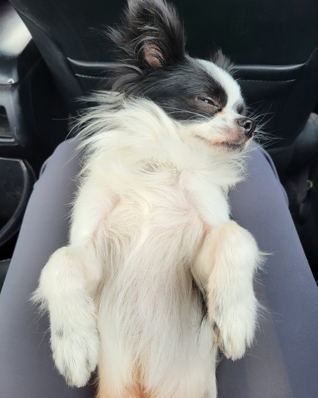 Danny the Long haired Chihuahua. Dog, Puppy, Cocker Spaniel, Papillon
