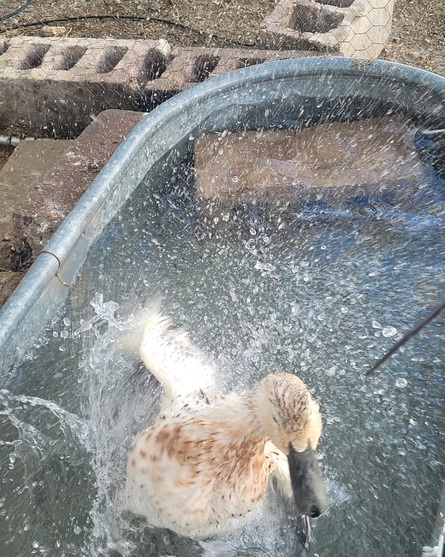 Della the duck. Bear, Bathing
