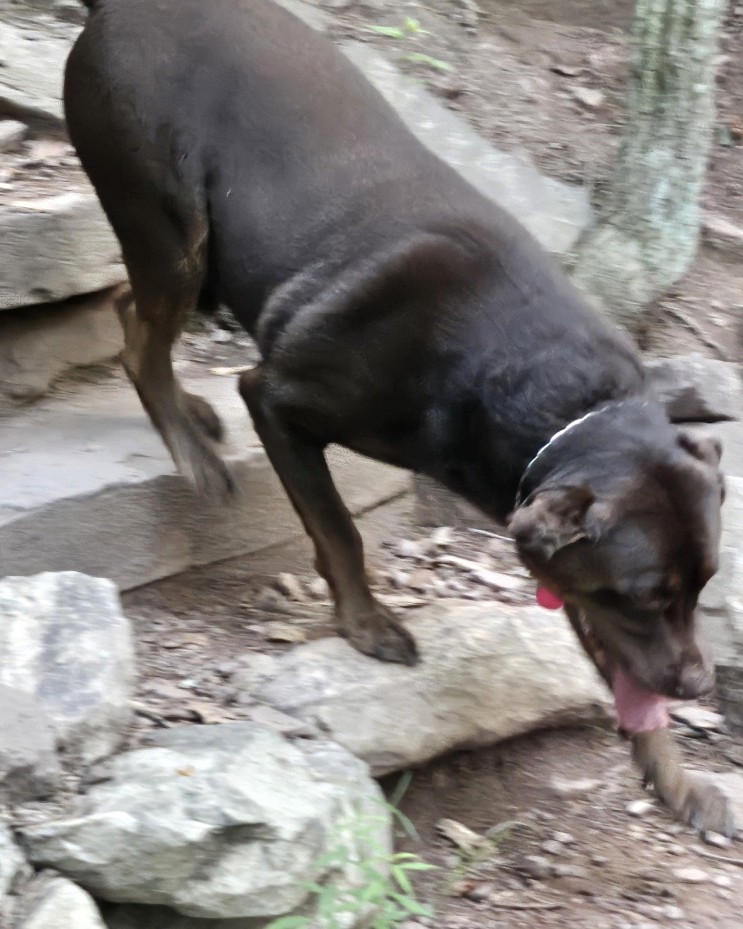 Roscoe the chocolate lab. Rock, Slate, Dog, Labrador Retriever