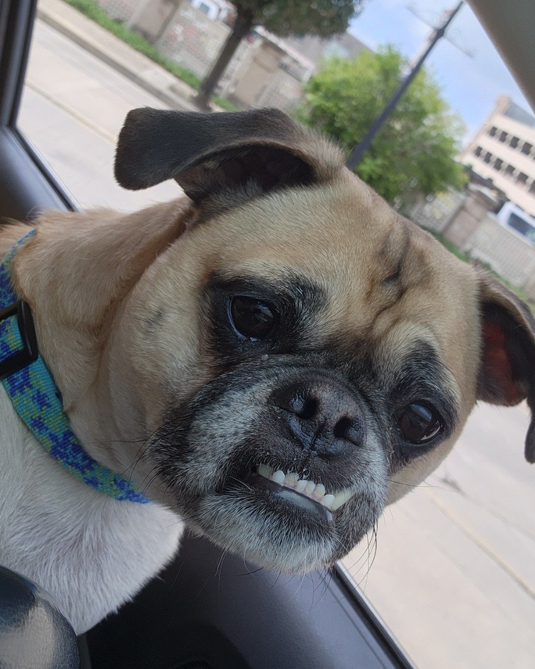 Logan Wilde the Pug / Jack Russell mix. Dog, Pug