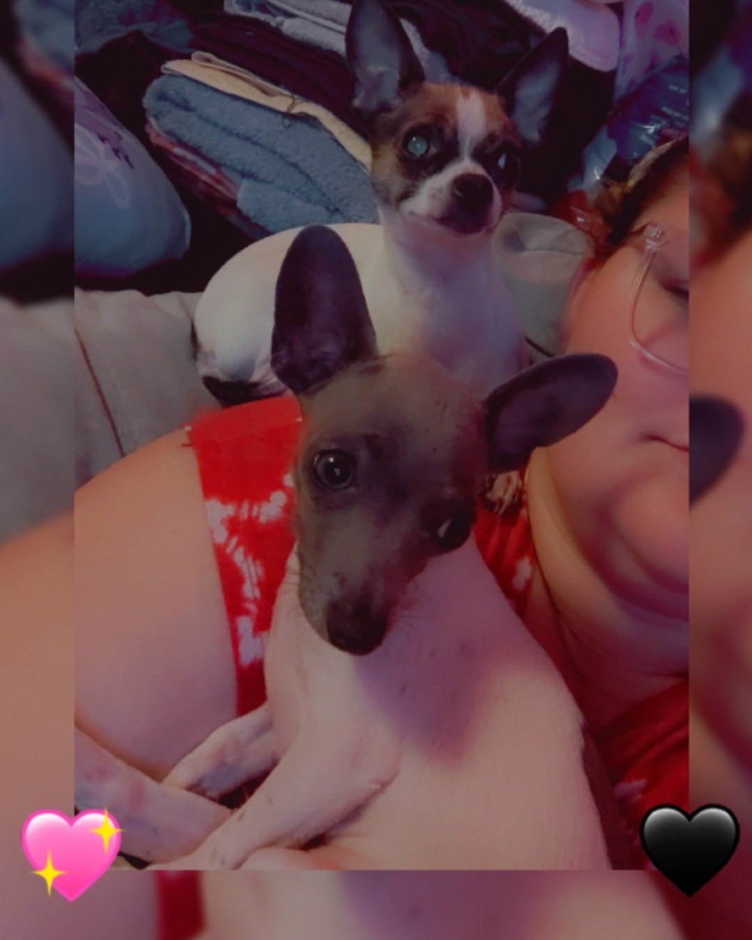 Charlie the chiweenie puppy. Dog, Puppy, Person, Chihuahua