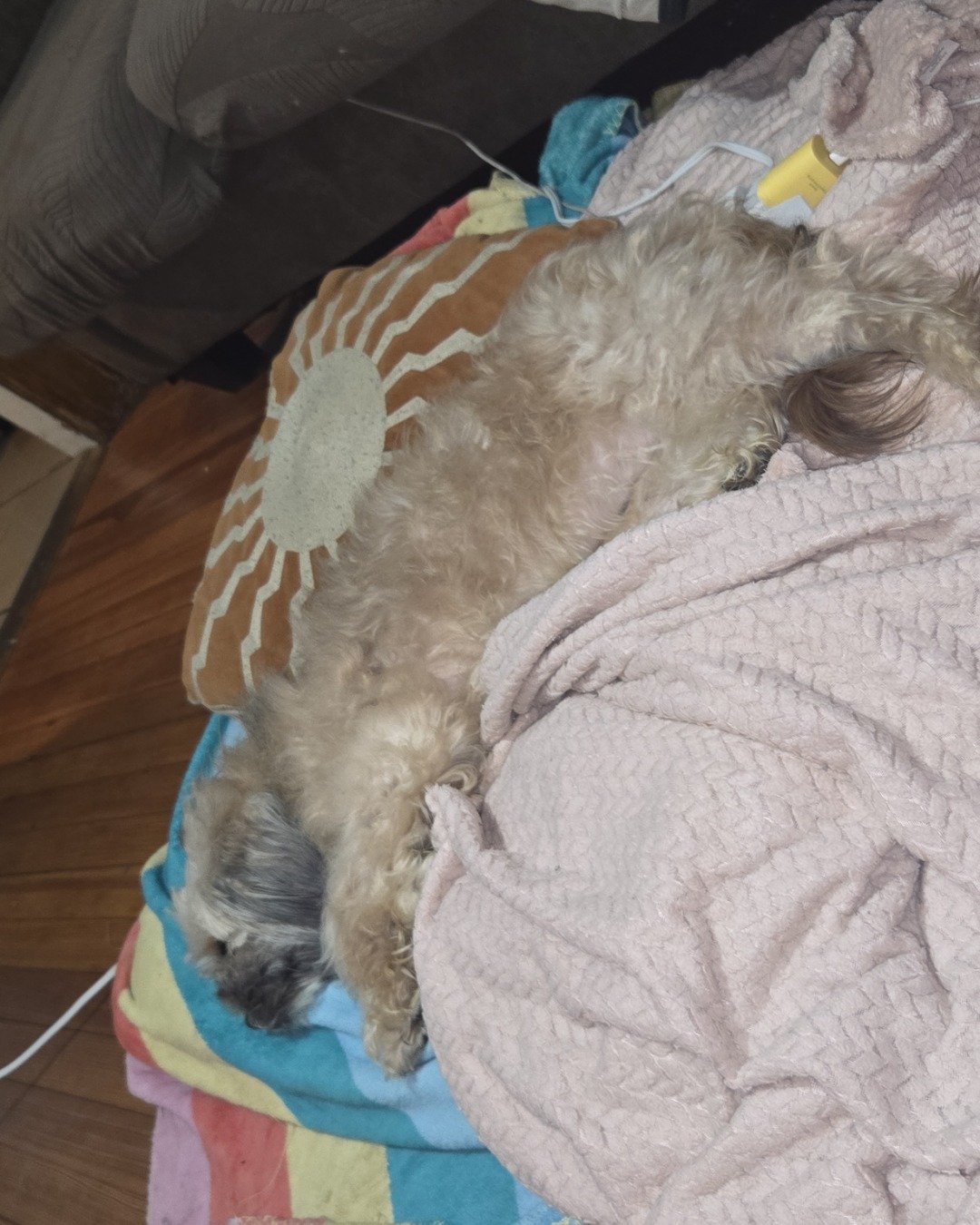 koko the Shih Tzu. Dog, Puppy, Couch, Furniture, Blanket, Person