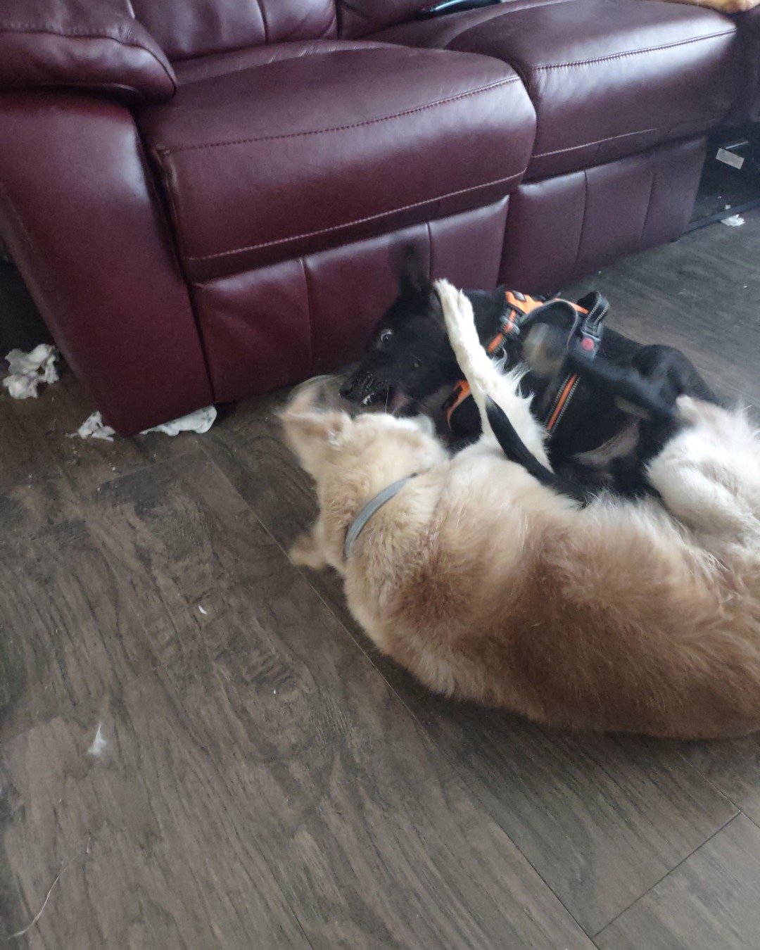 Onyx the German Shepard Boarder Collie Mix. Couch, Furniture, Dog, Puppy, Wood, Indoors
