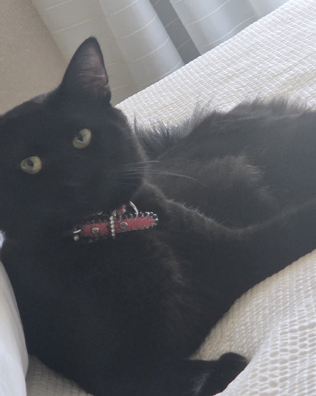 Tarin the Long hair. Cat, Black Cat