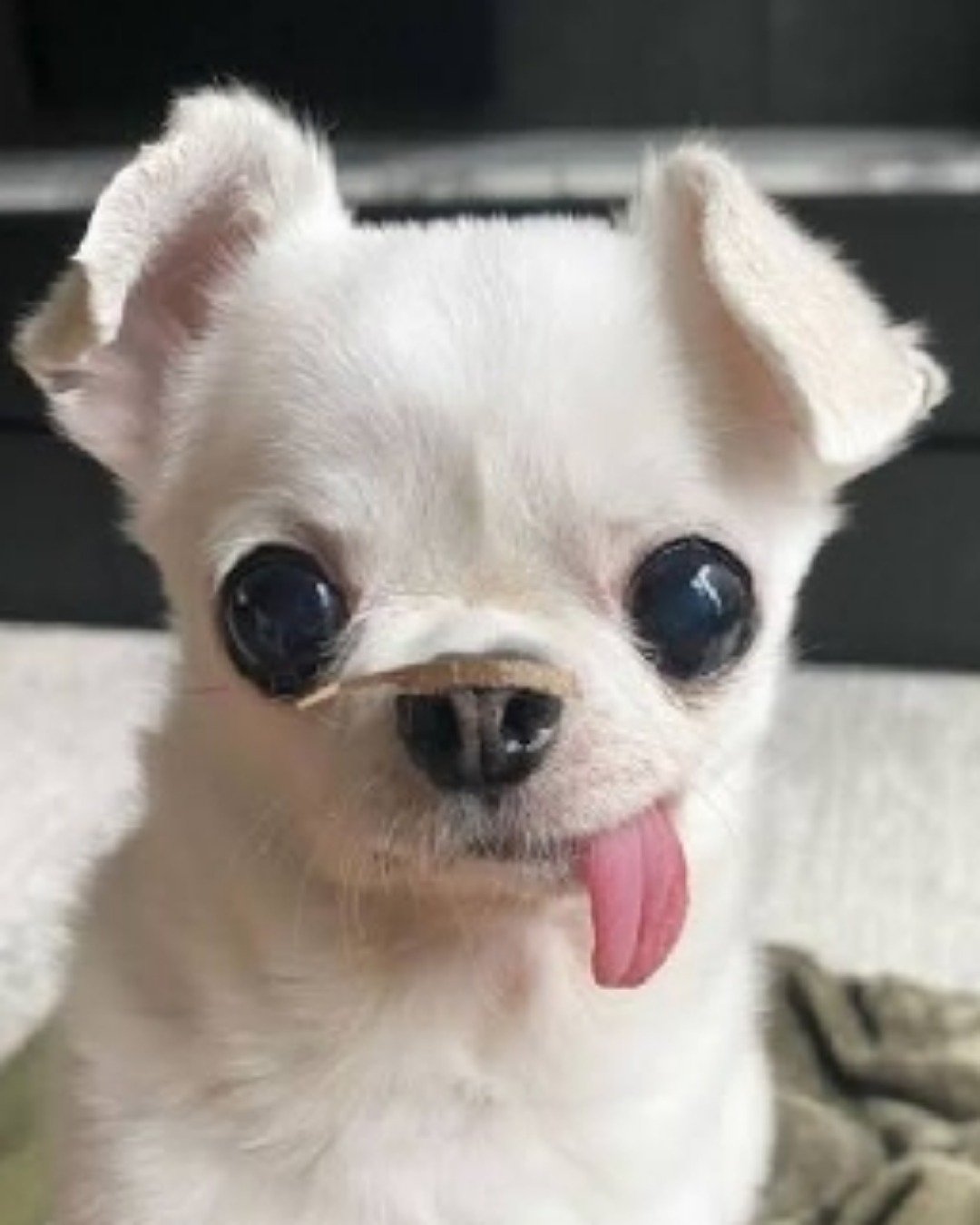 shelter Dogs. Dog, Puppy, Chihuahua