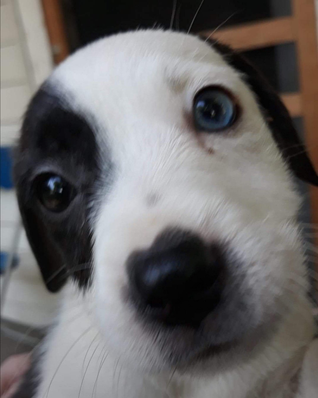 Willie the terrier. Dog, Puppy, Snout, Hound