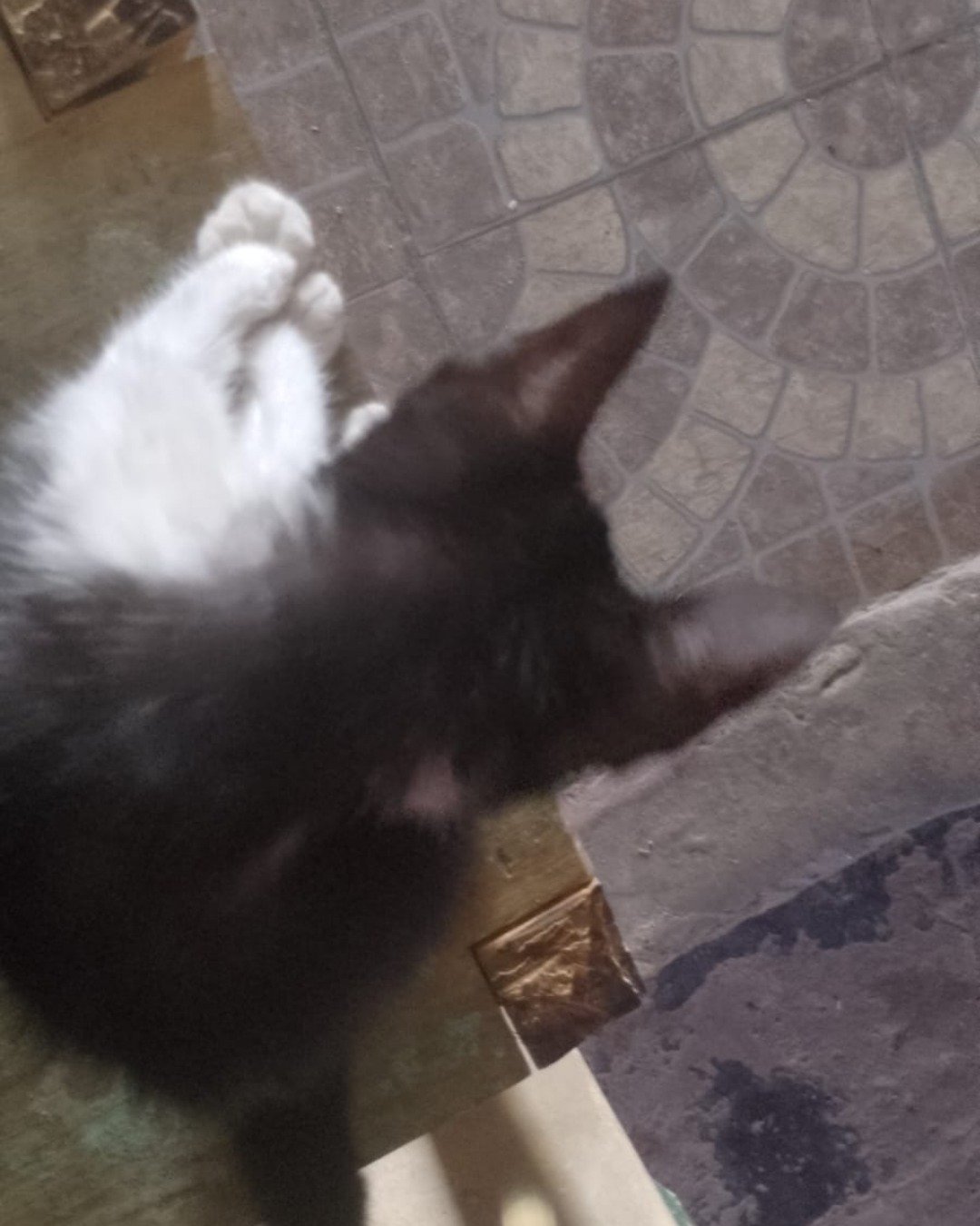 Silvestre. Cat, Kitten, Slate