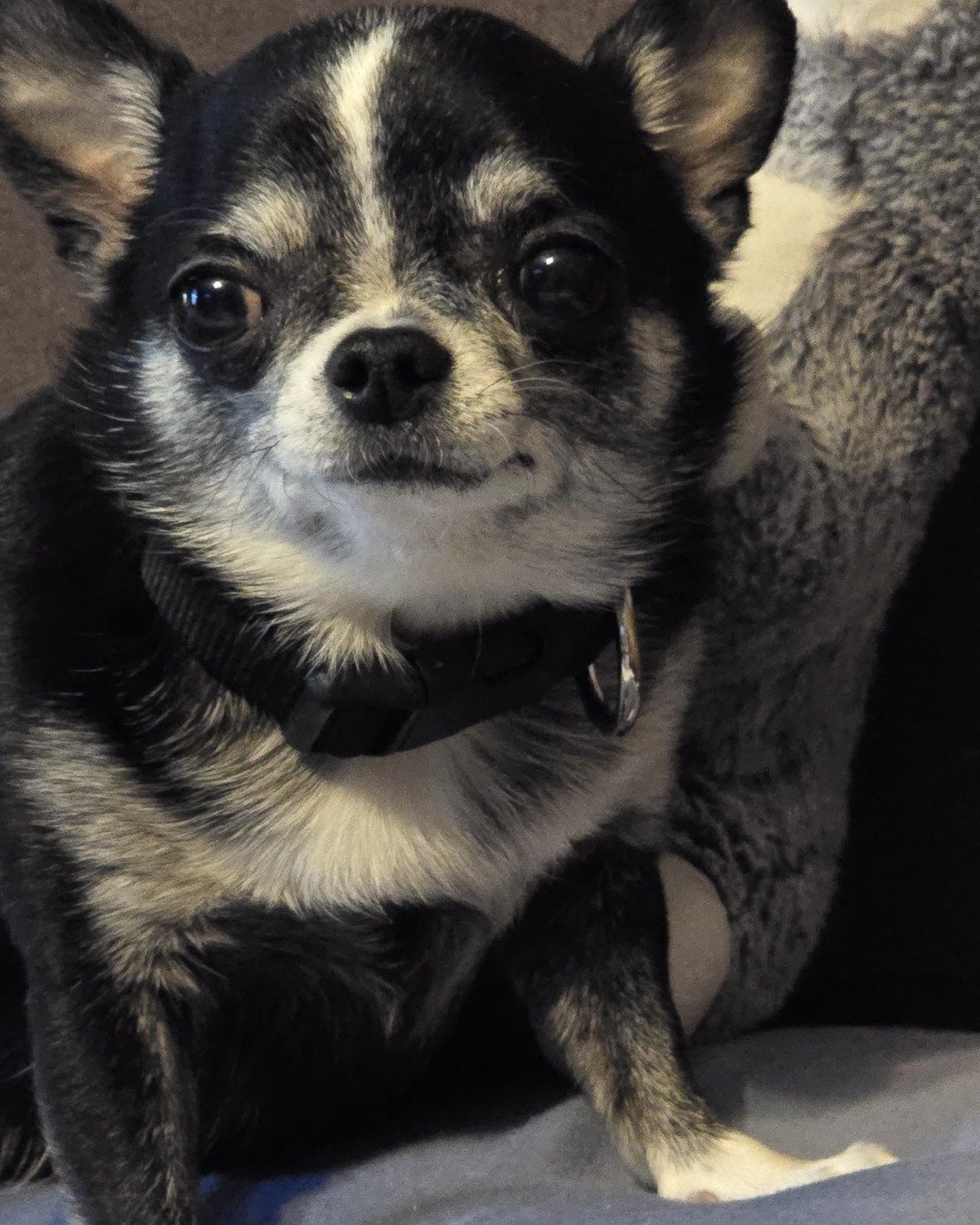 Addi Special Addition the Chihuahua. Chihuahua, Dog, Puppy