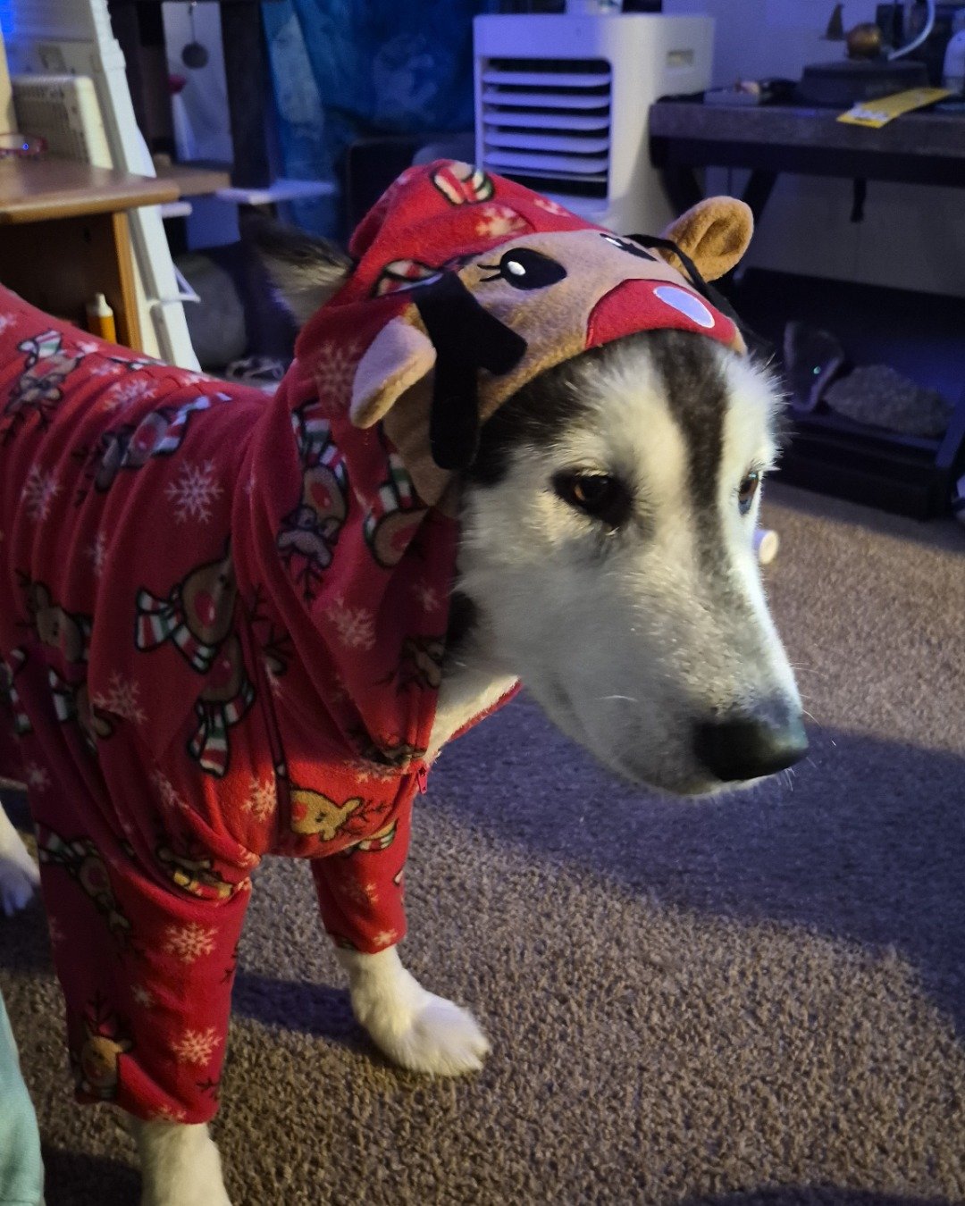Tasha the Husky/wolf. Dog, Husky, Puppy, Clothing, Coat, Hound