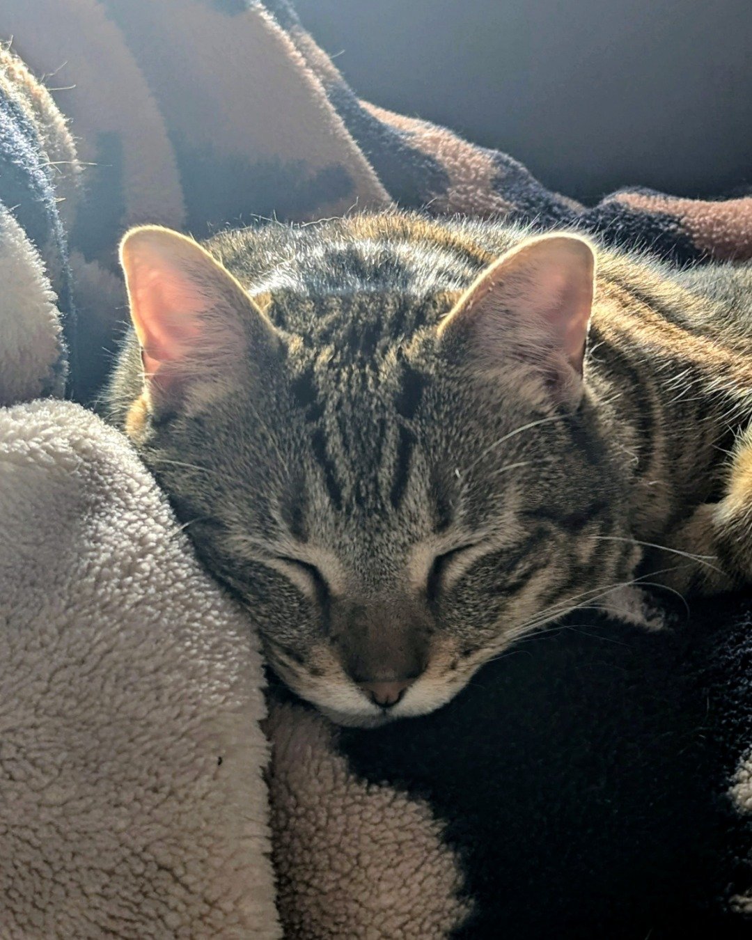 Cheddar Biscuit the Brown Tabby Shorthair. Blanket, Cat