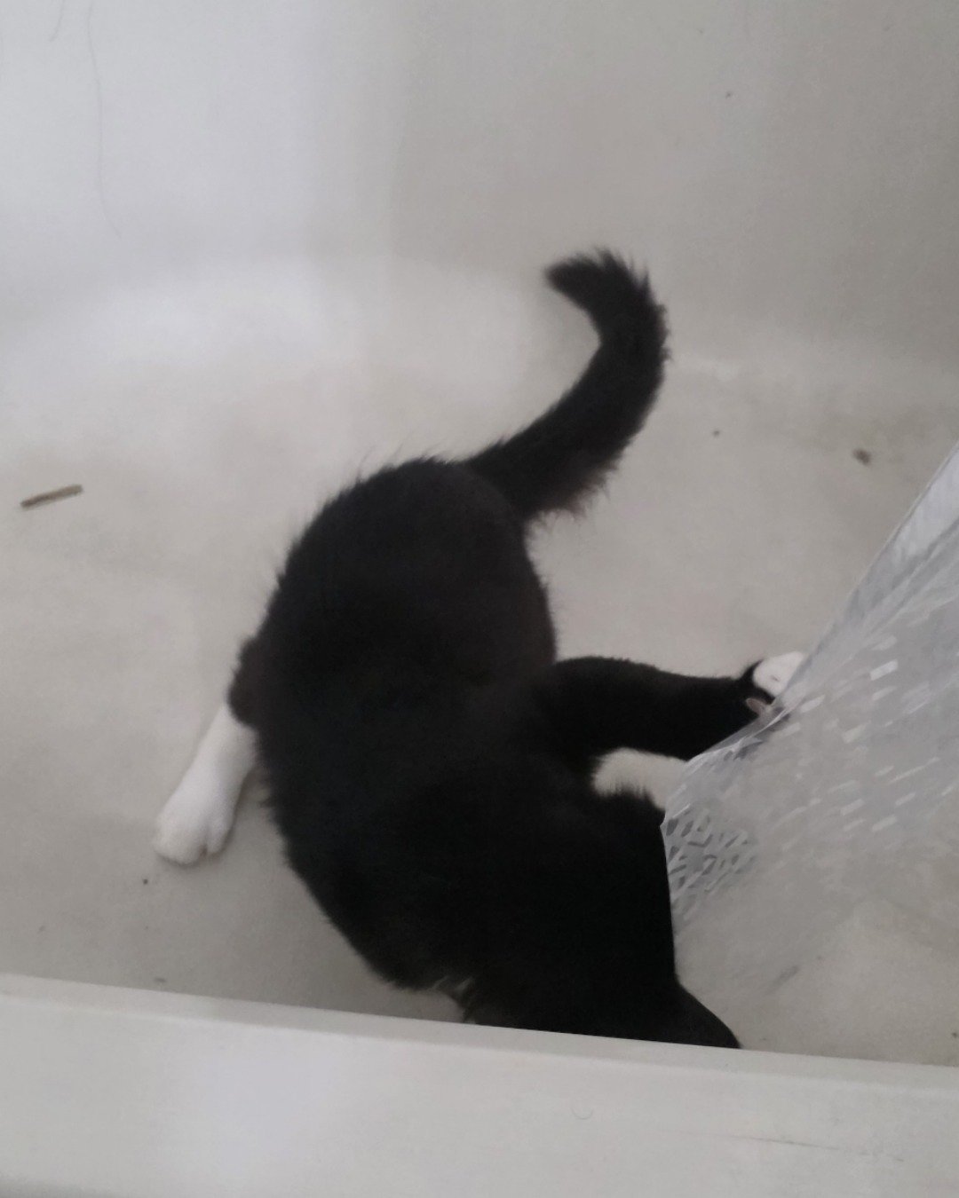 Andy. Bathing, Cat, Bathtub, Person, Tub, Black Cat