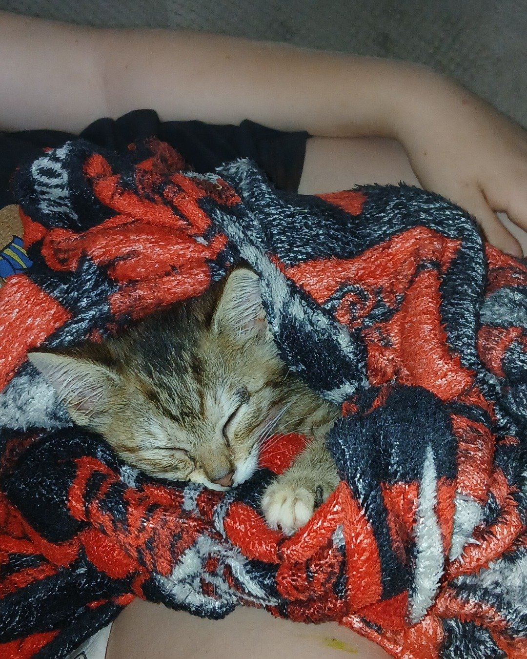 willow the tabby. Blanket, Cat, Kitten, Quilt