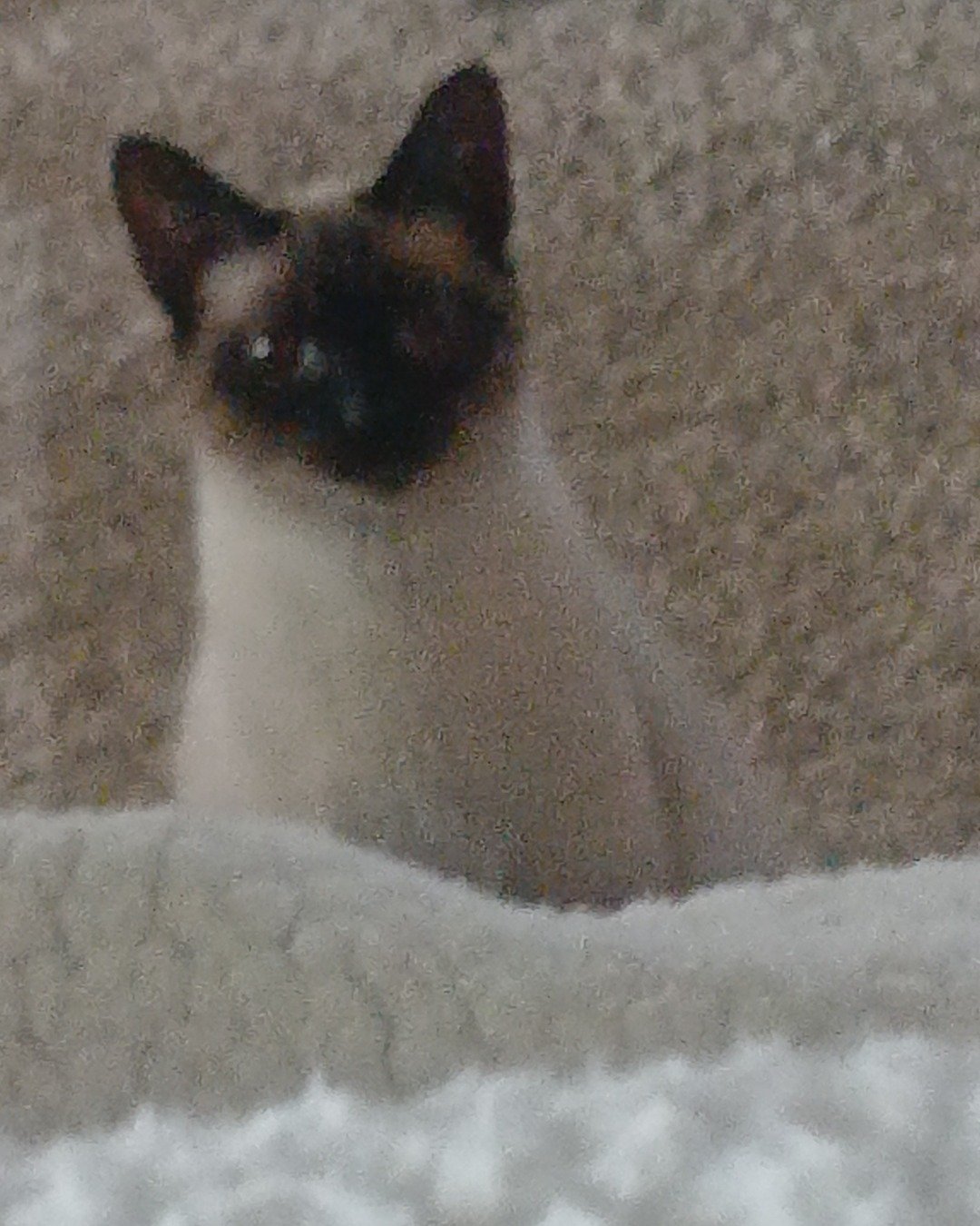 Ace the Siamese. Cat, Siamese
