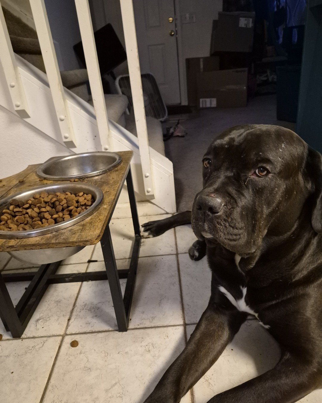 Max💙🩵 the Cane corso. Dog, Wood, Box, Plant, Potted Plant, Bulldog