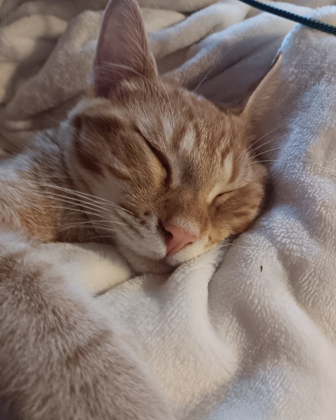 Snarfy the orange tabby. Blanket, Cat, Kitten