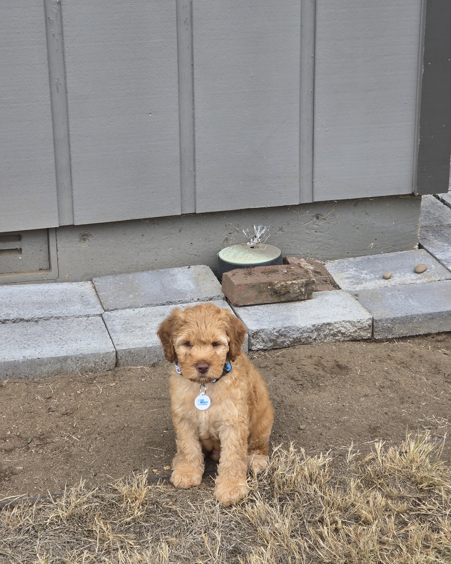 deer with spots. I took this picture and 3 seconds later lig the aussie doodle. Dog, Puppy, Plant, Potted Plant, Soil, Slate