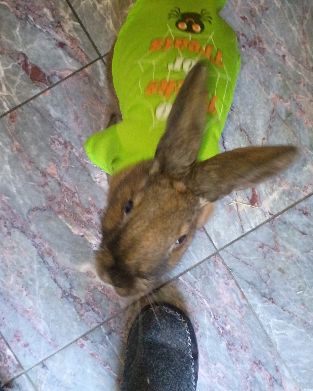 Dravina the Bunny. Hare, Rodent, Rat