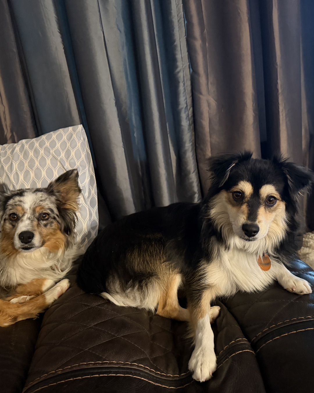 Milli the Mini Tri Toy Aussie. Couch, Furniture, Dog, Puppy, Cushion, Home Decor