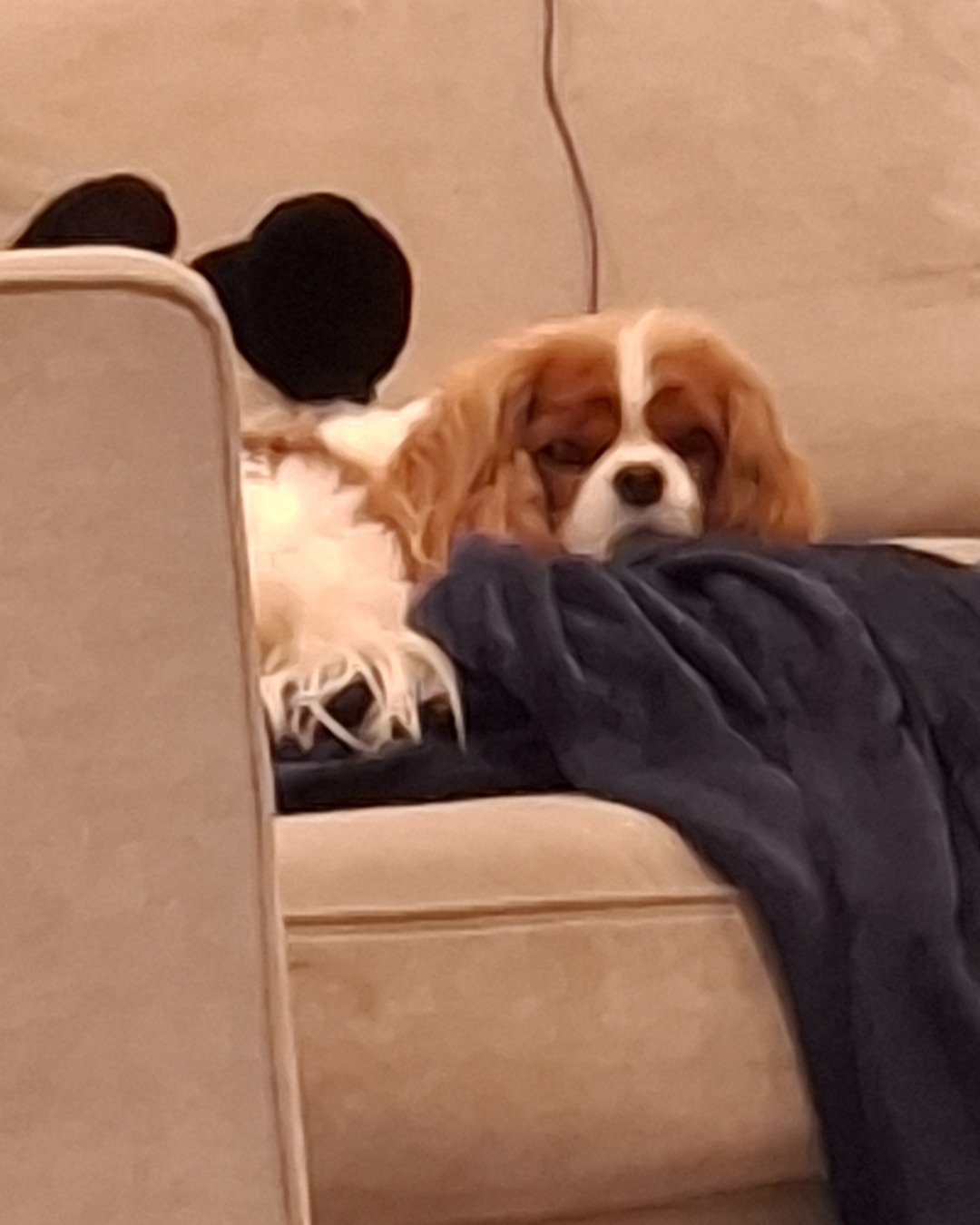 Arya the Cavalier King Charles Spaniel. Dog, Puppy, Couch, Furniture