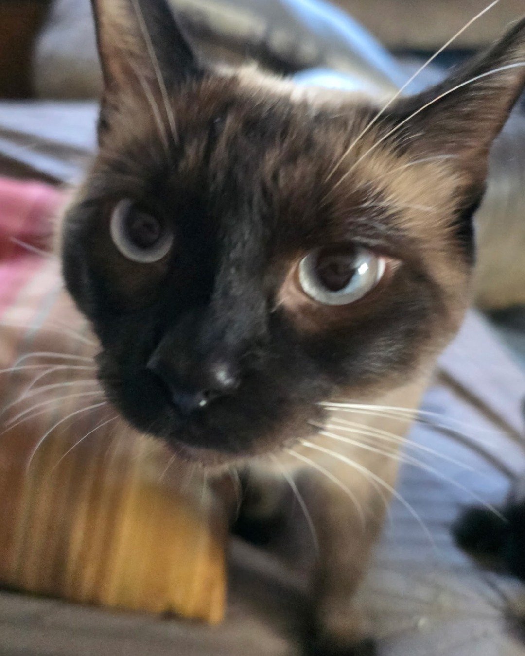 stub tail Stella🙃😎 (twin of Luna) the Siamese. Cat, Siamese