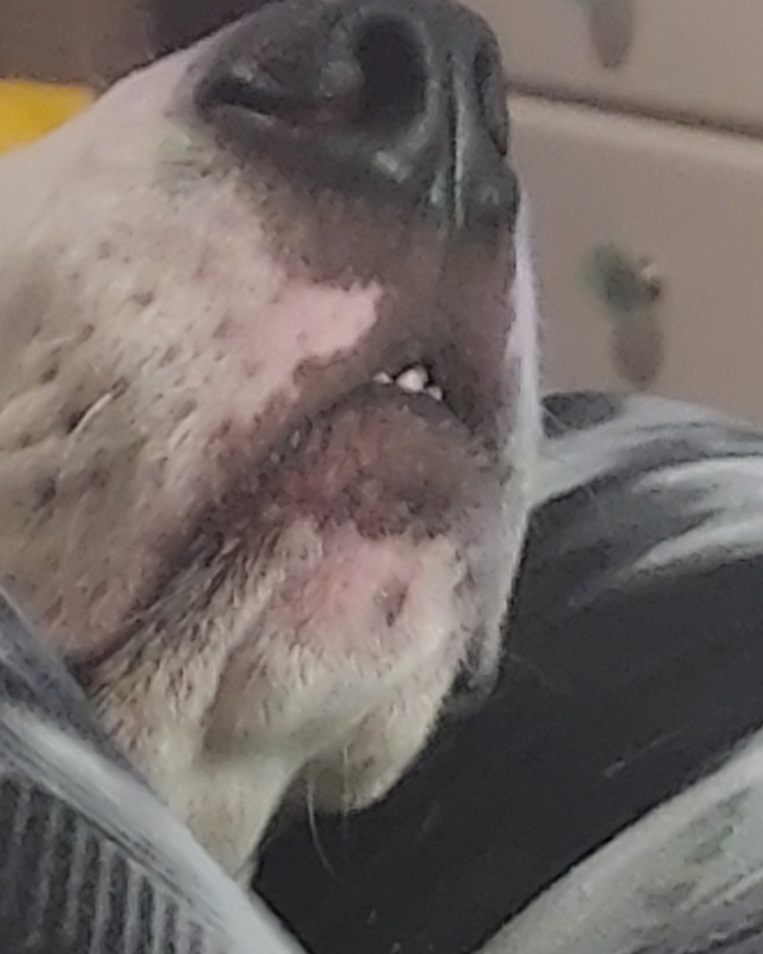 Bucky the Hound/Boxer. Snout, Person, Dog, Hound