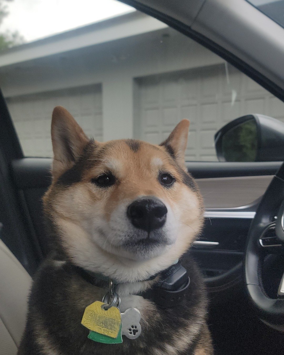 Ezra the Shiba inu. Dog, Husky, Puppy, Alloy Wheel, Car, Car Wheel
