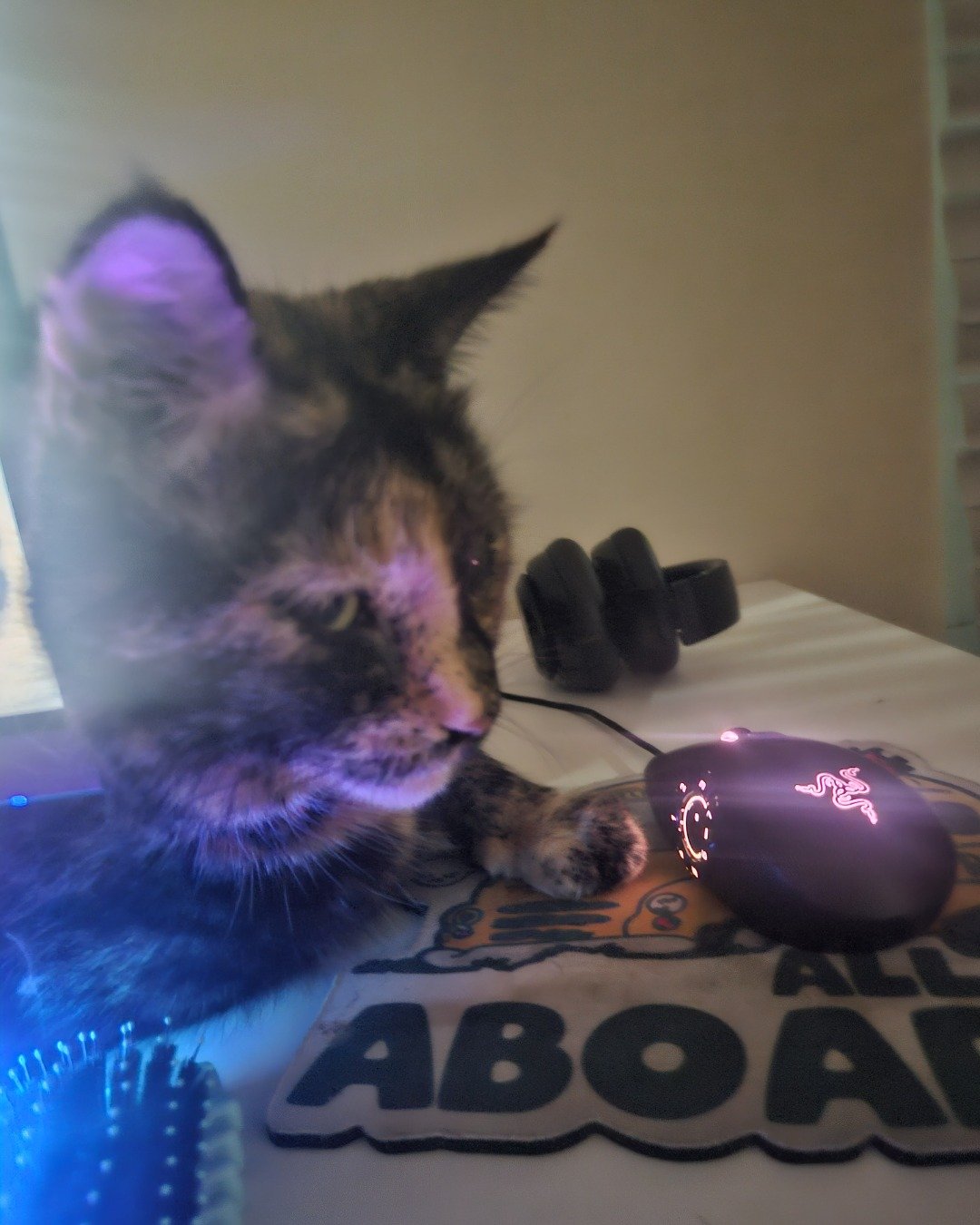 Snickers the Tortie shell. Computer Hardware, Electronics, Hardware, Mouse, Cat, Body Part