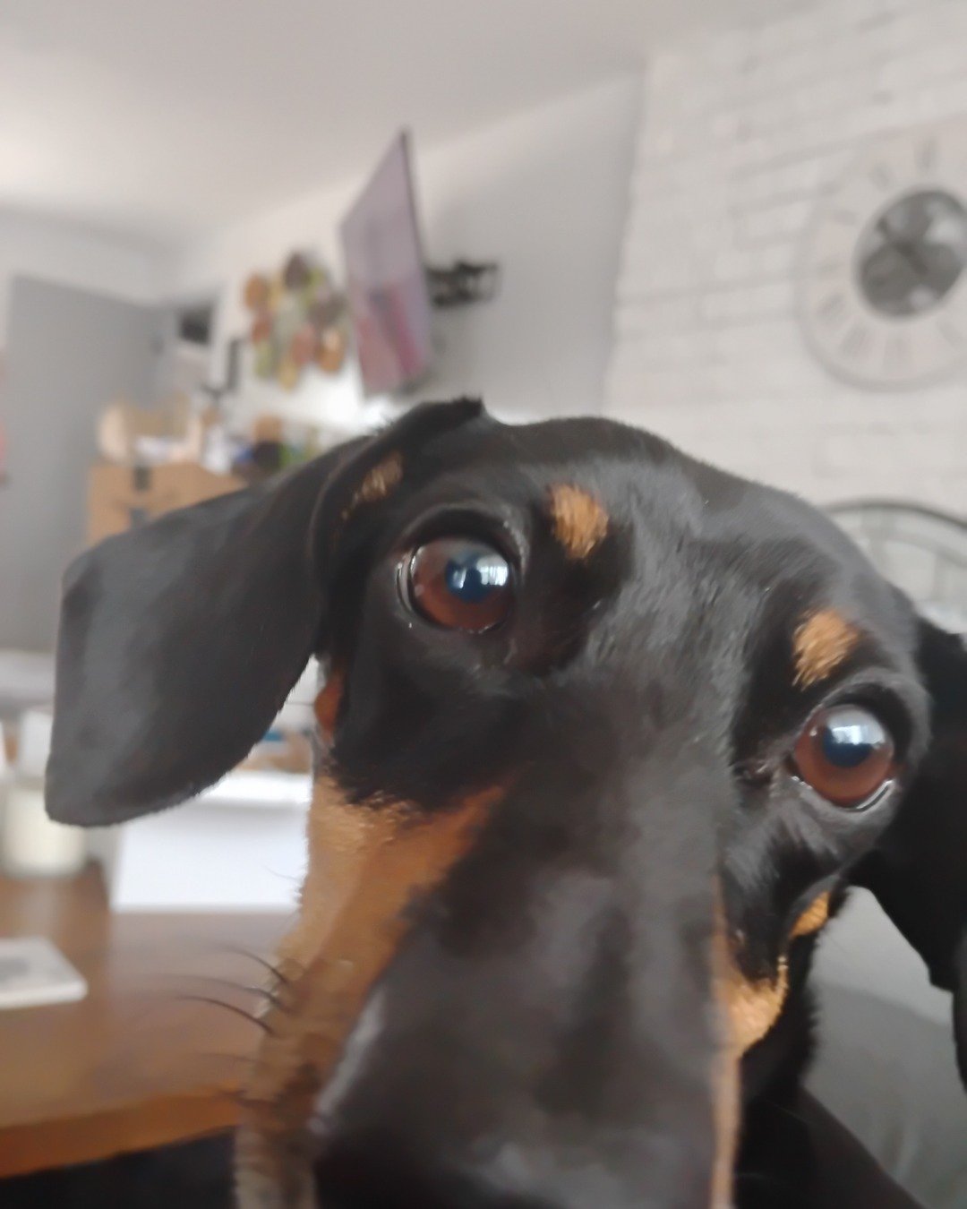 ralphie the wiener dog. Dog, Puppy, Hound, Snout, Indoors, Interior Design