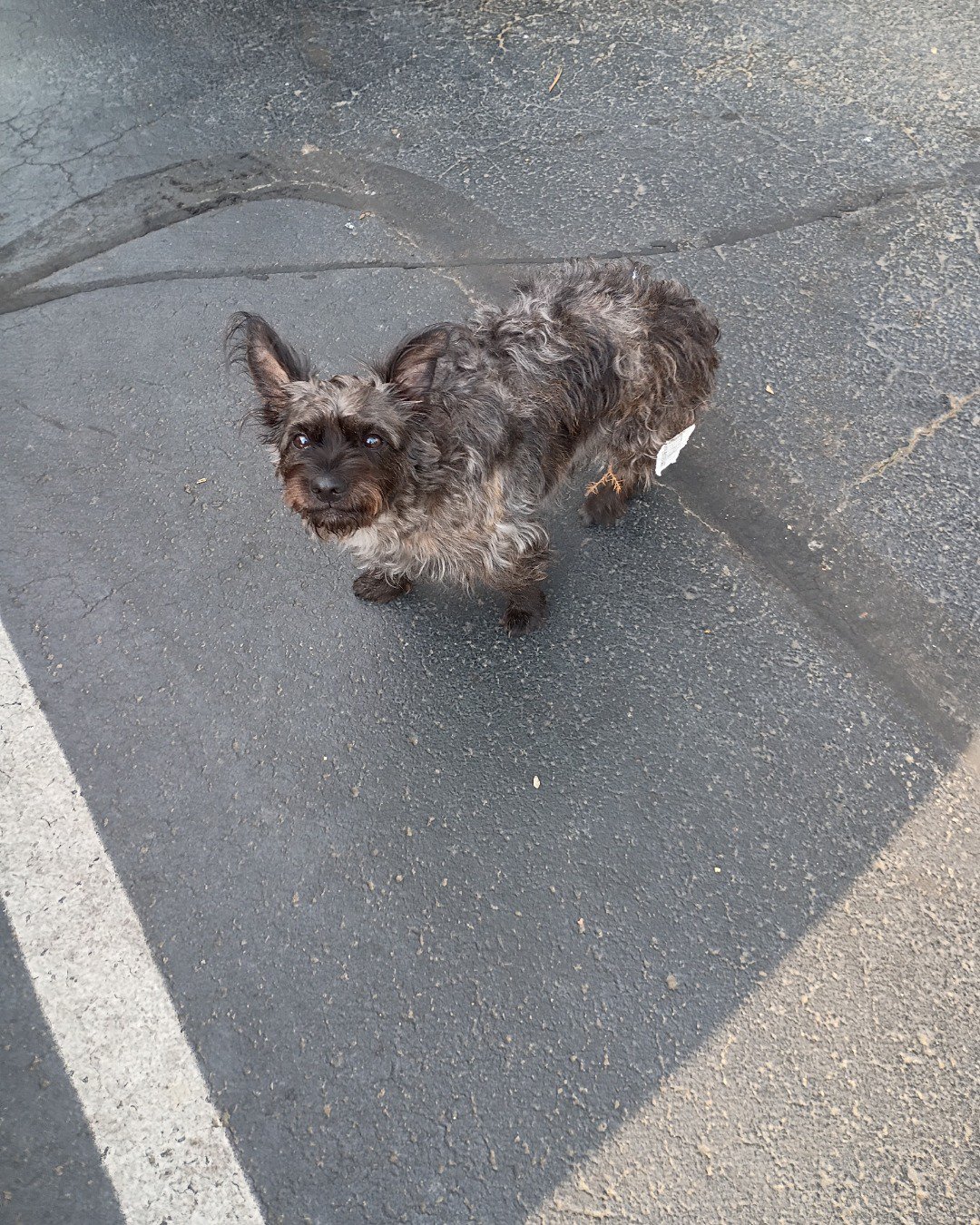 Kelce the idk. Road, Dog, Tarmac, Puppy