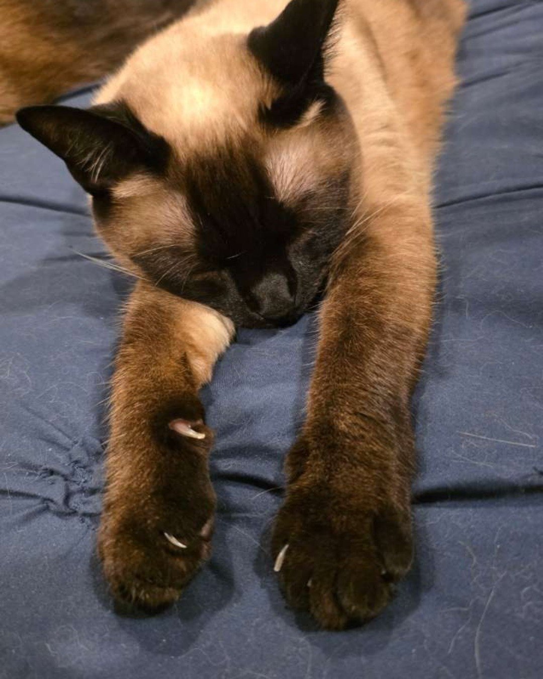 Luna🌙💫 (twin of Stella) the Siamese. Cat, Siamese