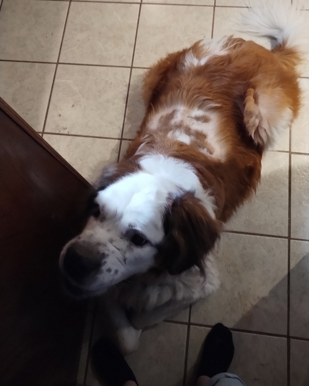 Winter the St. Bernard. Floor, Dog, Puppy, Flooring