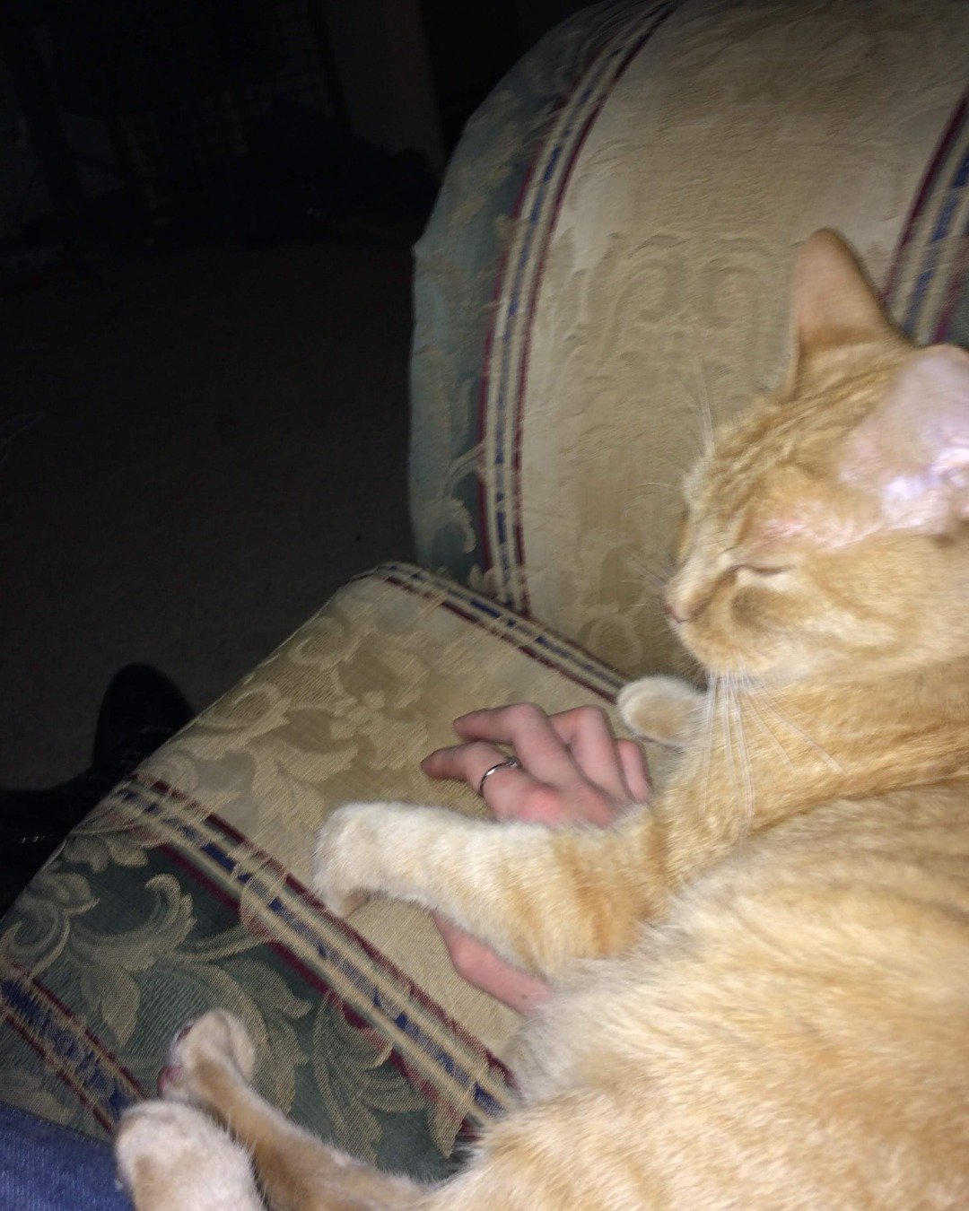 Pipper the tabby. Couch, Furniture, Cushion, Home Decor, Cat, Chair