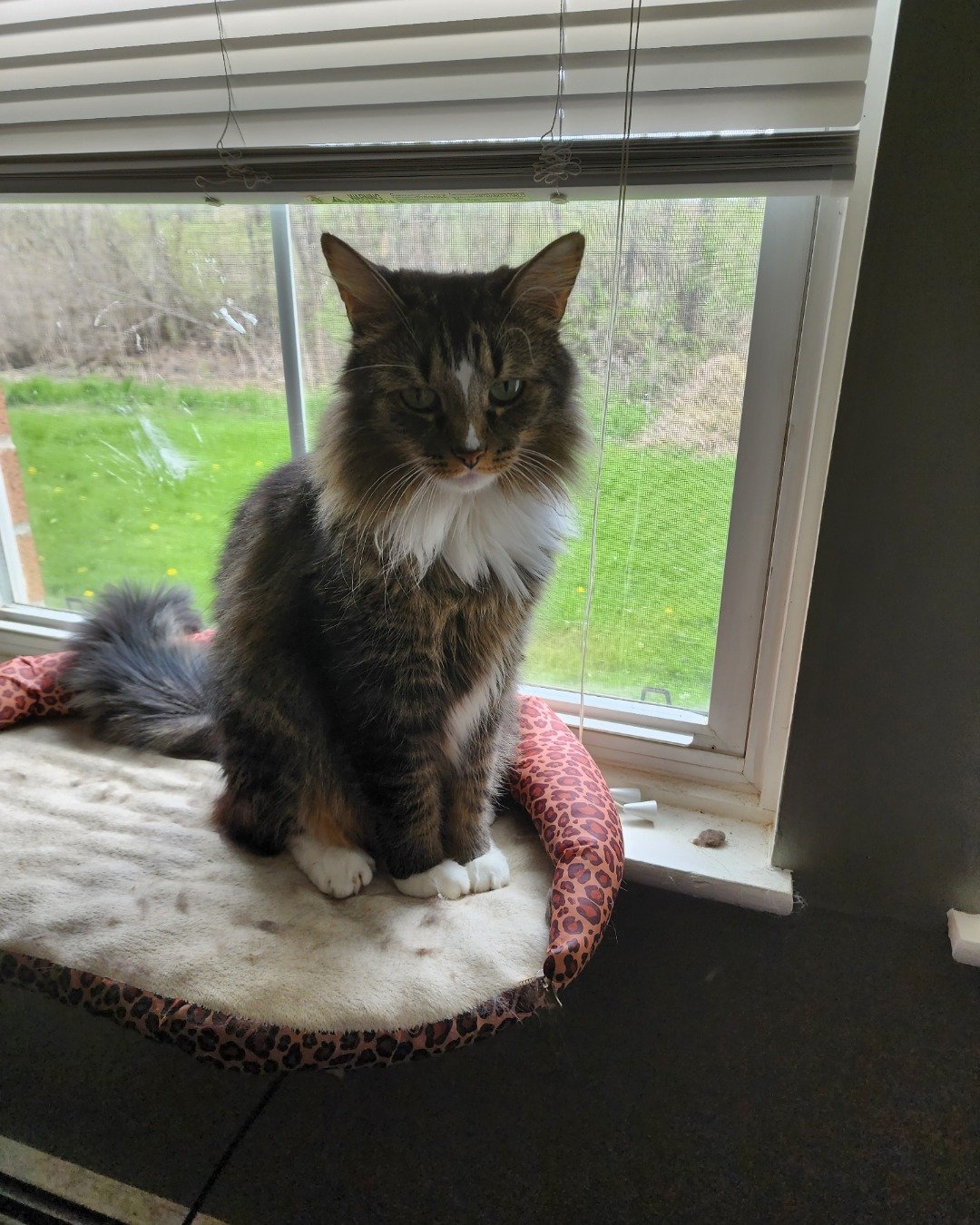 Jordan. Window, Cat, Home Decor, Person, Skin, Tattoo