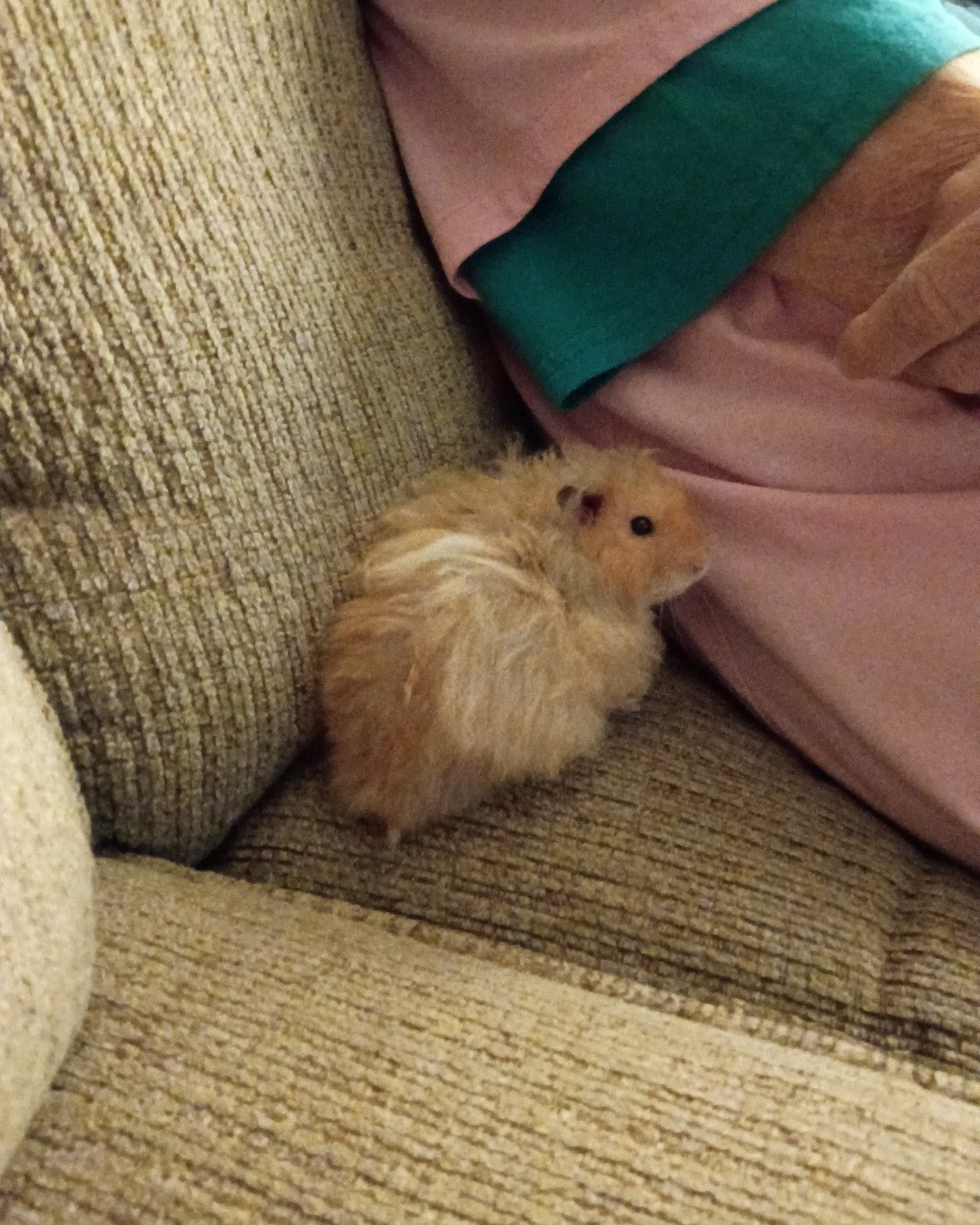 Alex the golden hamster. Rat, Rodent, Hamster