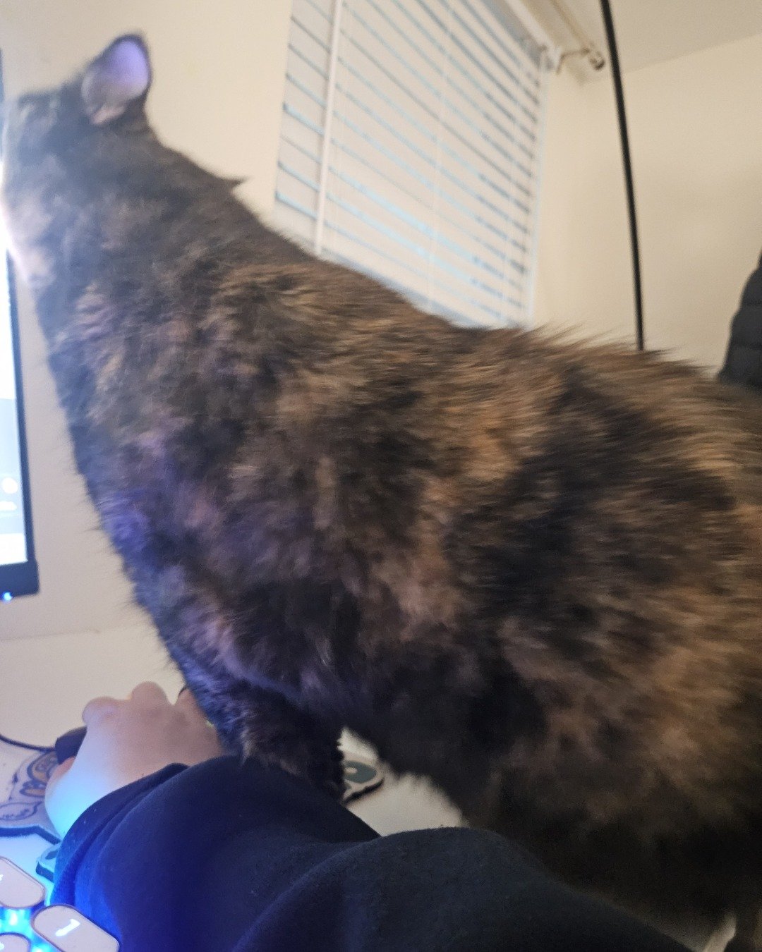 Snickers the fat. Electronics, Screen, Computer Hardware, Hardware, Monitor, Indoors
