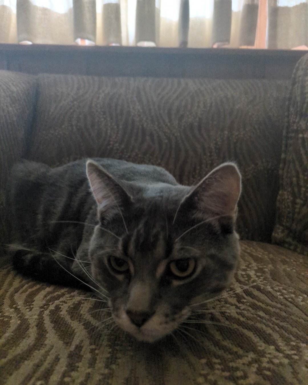 Max. Couch, Furniture, Cushion, Home Decor, Cat, Chair