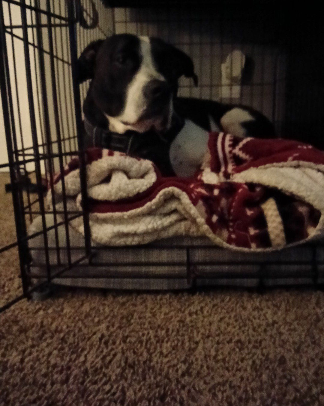 Kelce the idk. Dog, Indoors