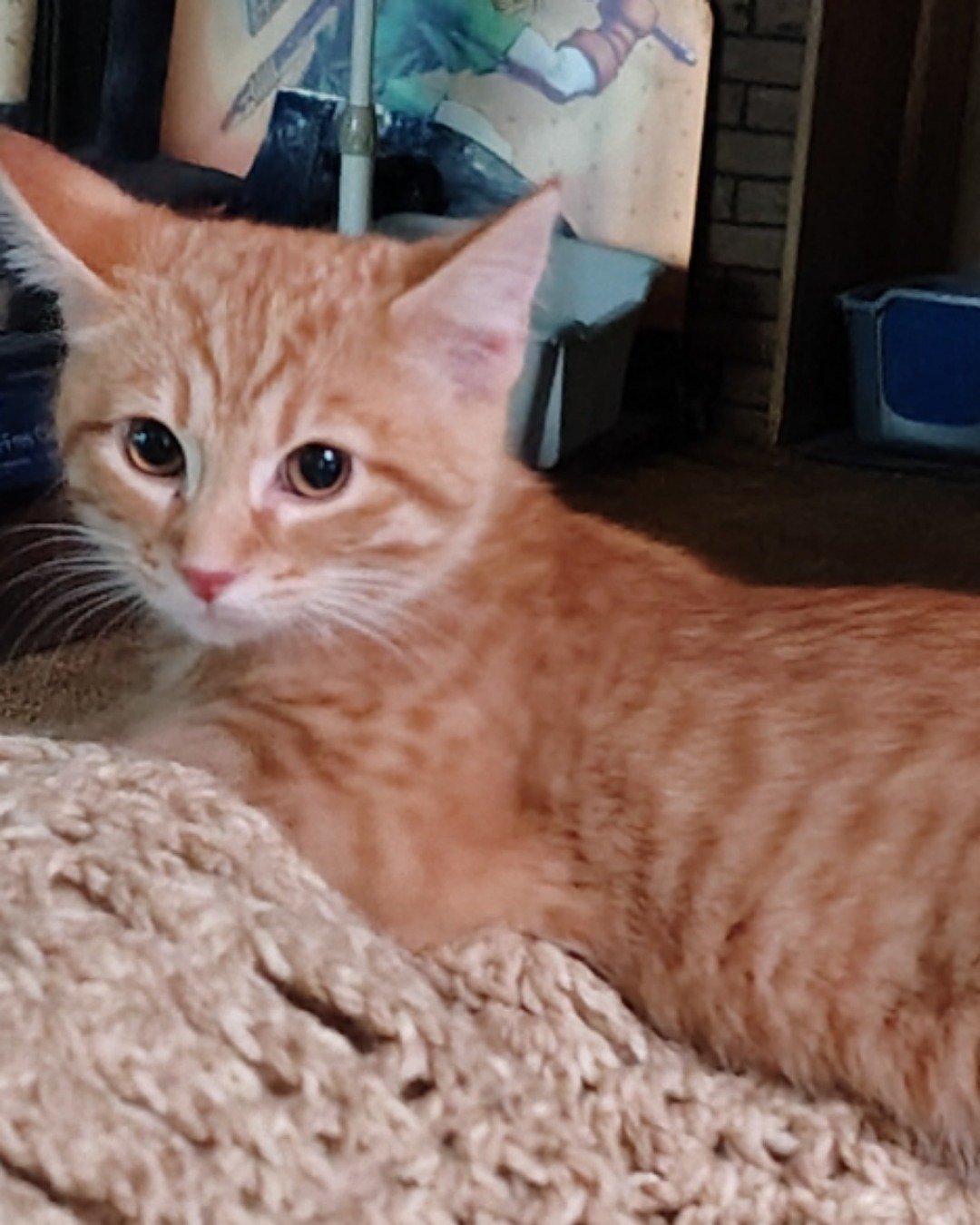 Pumpkin the Ginger. Cat, Kitten, Abyssinian