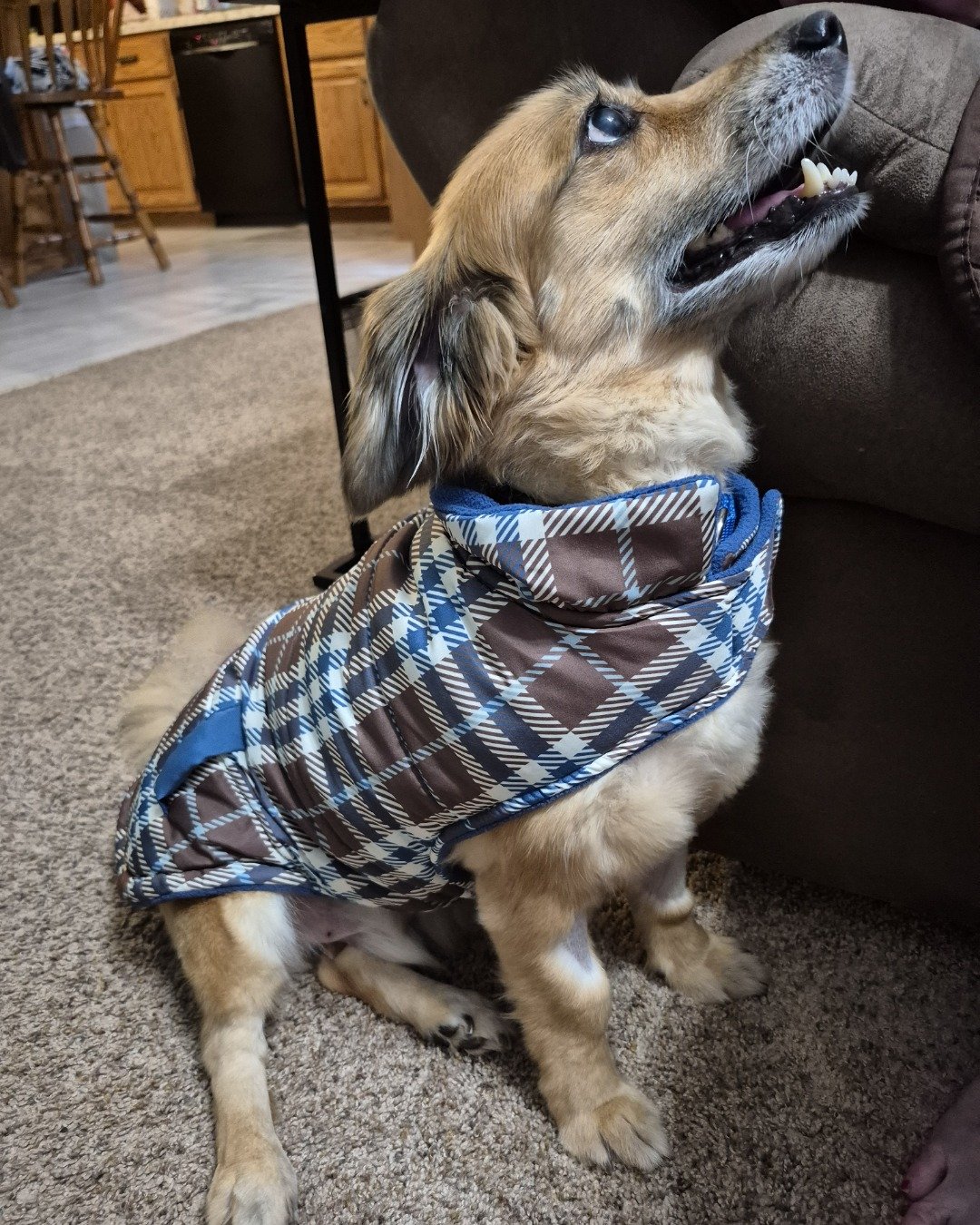 rusty. Dog, Puppy, Couch, Furniture, Indoors, Interior Design