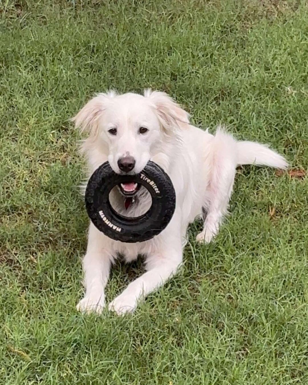 Emma the German Shepherd Golden Retriever. Tire, Grass, Plant, Dog