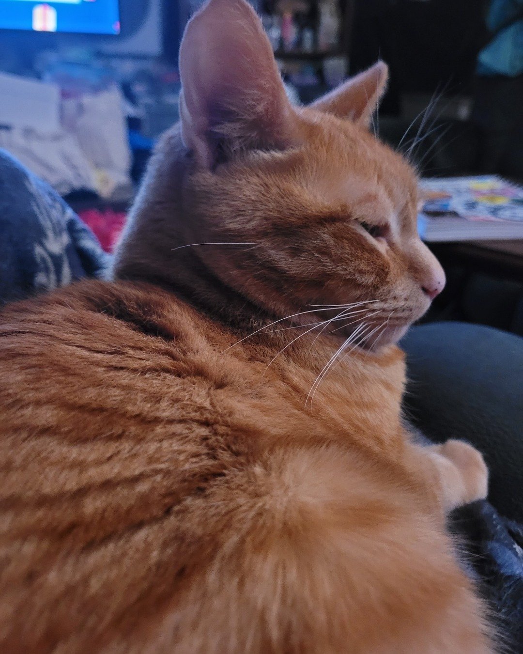 Nepeta the orange. Electronics, Screen, Computer Hardware, Hardware, Monitor, Cat
